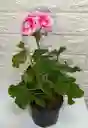 Planta Novios