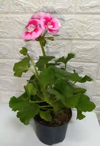 Planta Novios