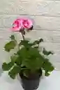 Planta Novios