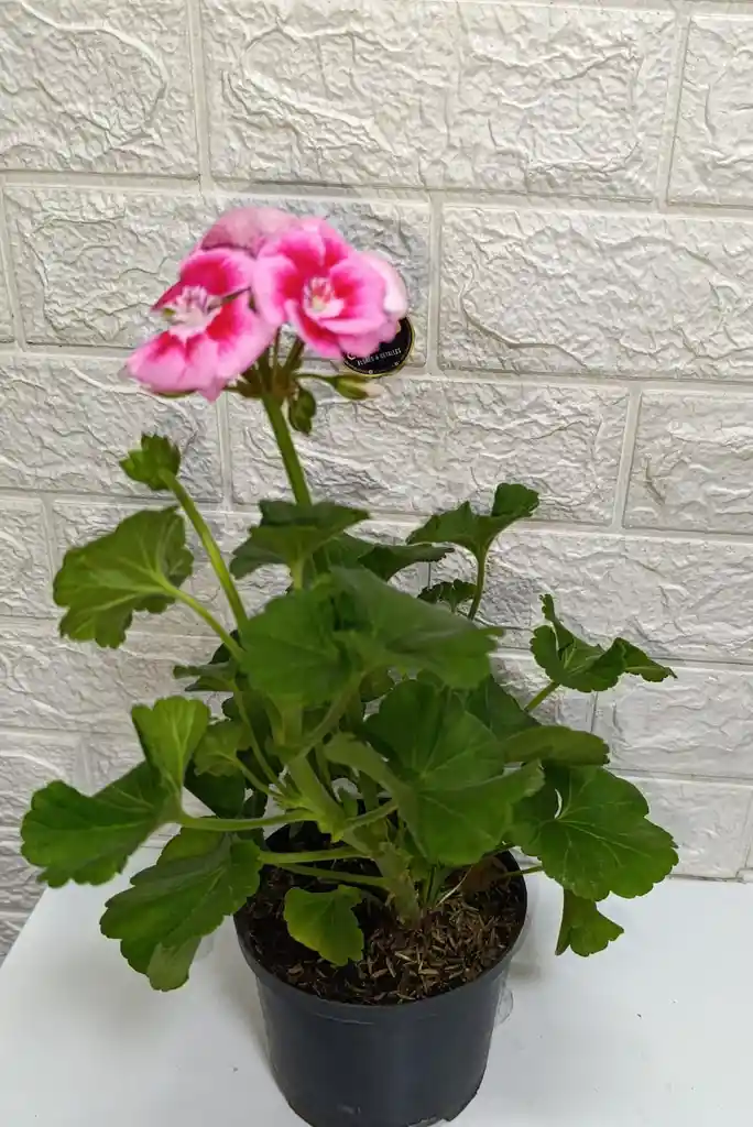 Planta Novios