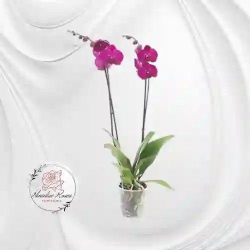 Orquídea Phalaenopsis