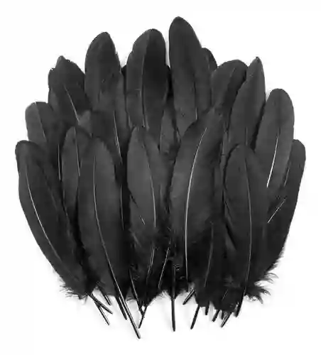 Plumas Sintéticas Decorativas Color Negro Paquete X20 Unidades