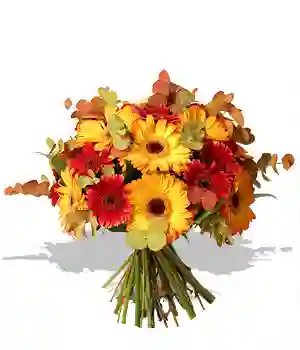 Gerberas De Otoño