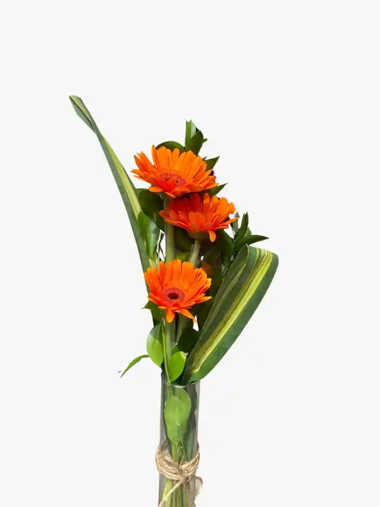 Gerberas En Jarron