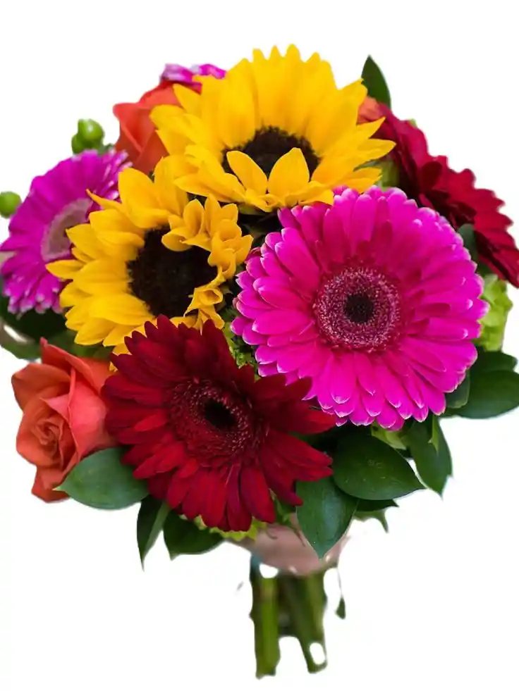 Geberas Y Girasoles