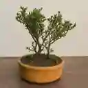Bonsai Flor De Cera Grande