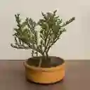 Bonsai Flor De Cera Grande