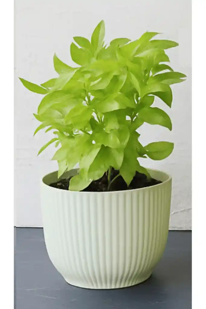 Aromatica Albahaca