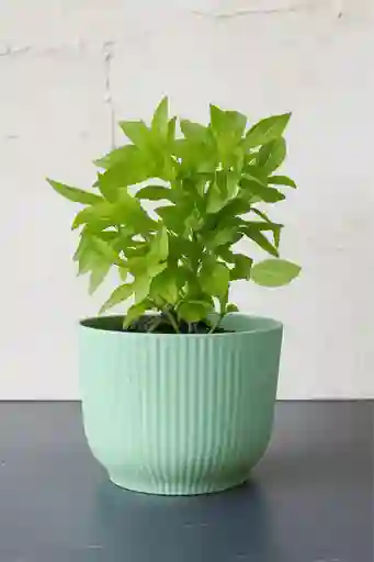 Aromatica Albahaca