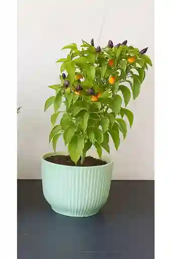 Aromática Ají De Colores