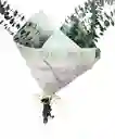 Eucalipto Para Tu Casa