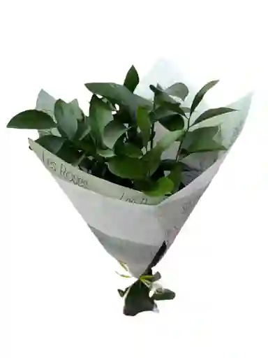 Follaje De Risco Para Tu Hogar