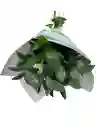 Follaje De Risco Para Tu Hogar