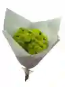 Follaje Pinoquios Para Tu Hogar