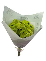 Follaje Pinoquios Para Tu Hogar