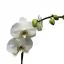 Planta De Orquidea Blanca