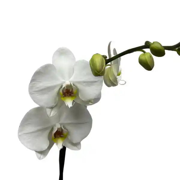 Planta De Orquidea Blanca