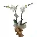 Planta De Orquidea Blanca