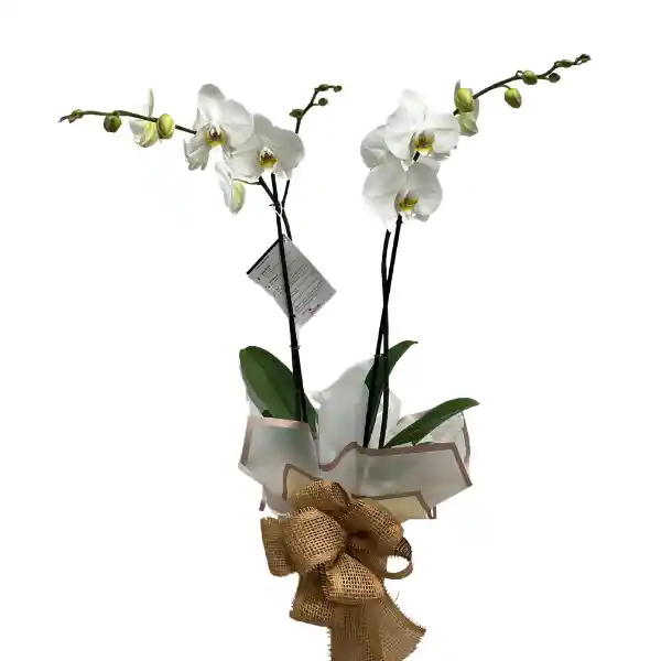 Planta De Orquidea Blanca