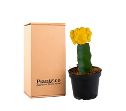 Cactus Injertos P-7 Amarillo