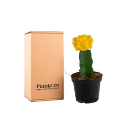 Cactus Injertos P-10 Amarillo