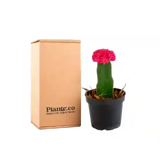Cactus Injertos P-7 Rosa