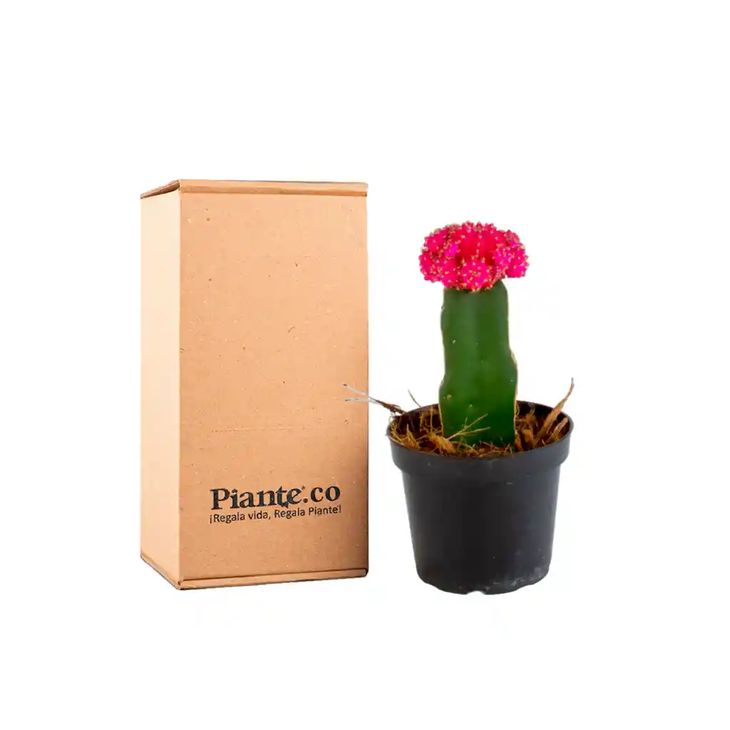 Cactus Injertos P-7 Rosa