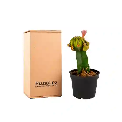 Cactus Injertos P-10 Verde