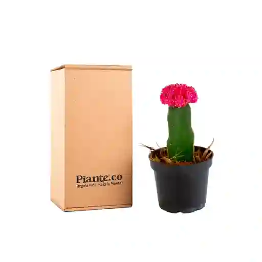 Cactus Injertos P-10 Rosa