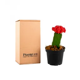 Cactus Injertos P-10 Rojo