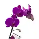Planta De Orquidea Morada