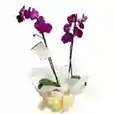 Planta De Orquidea Morada