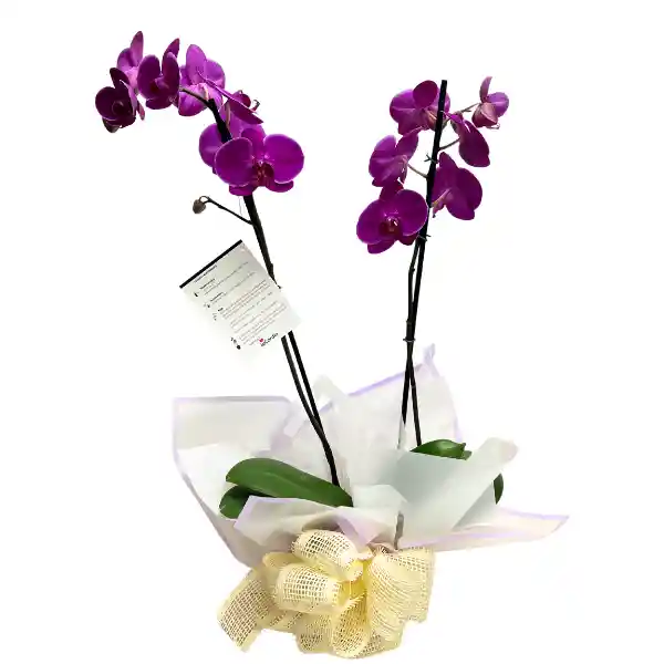 Planta De Orquidea Morada