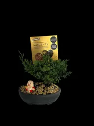 Bonsai Para Papá