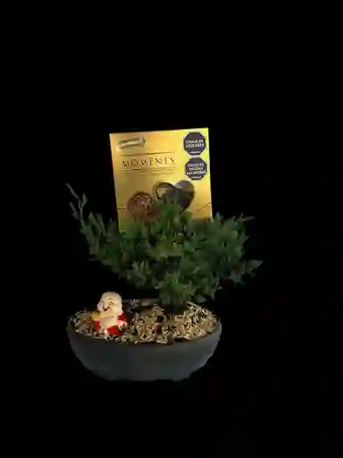 Bonsai Para Papá