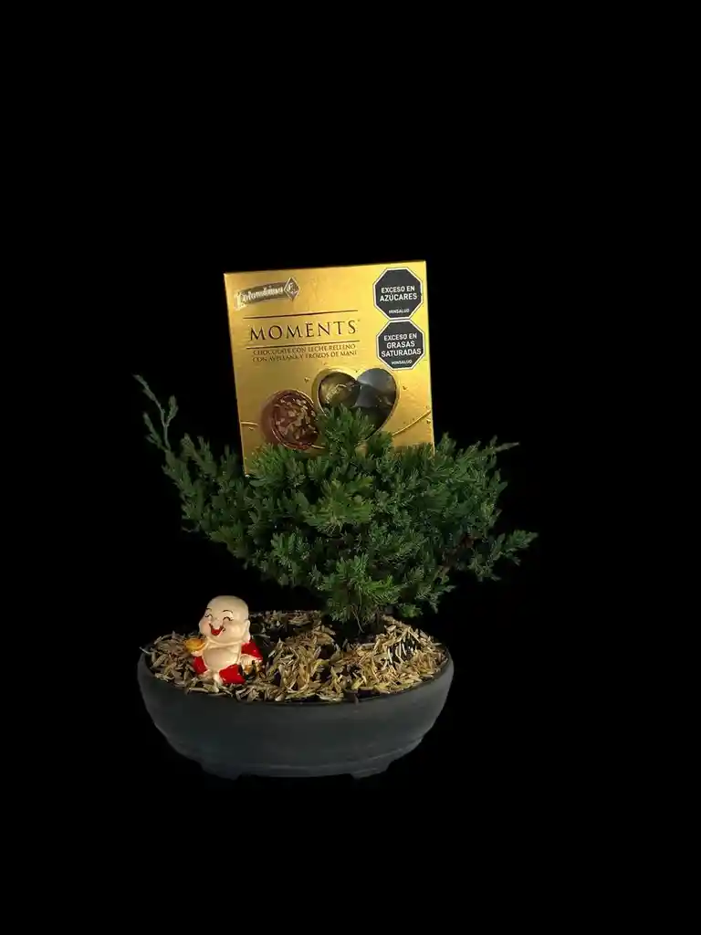 Bonsai Para Papá