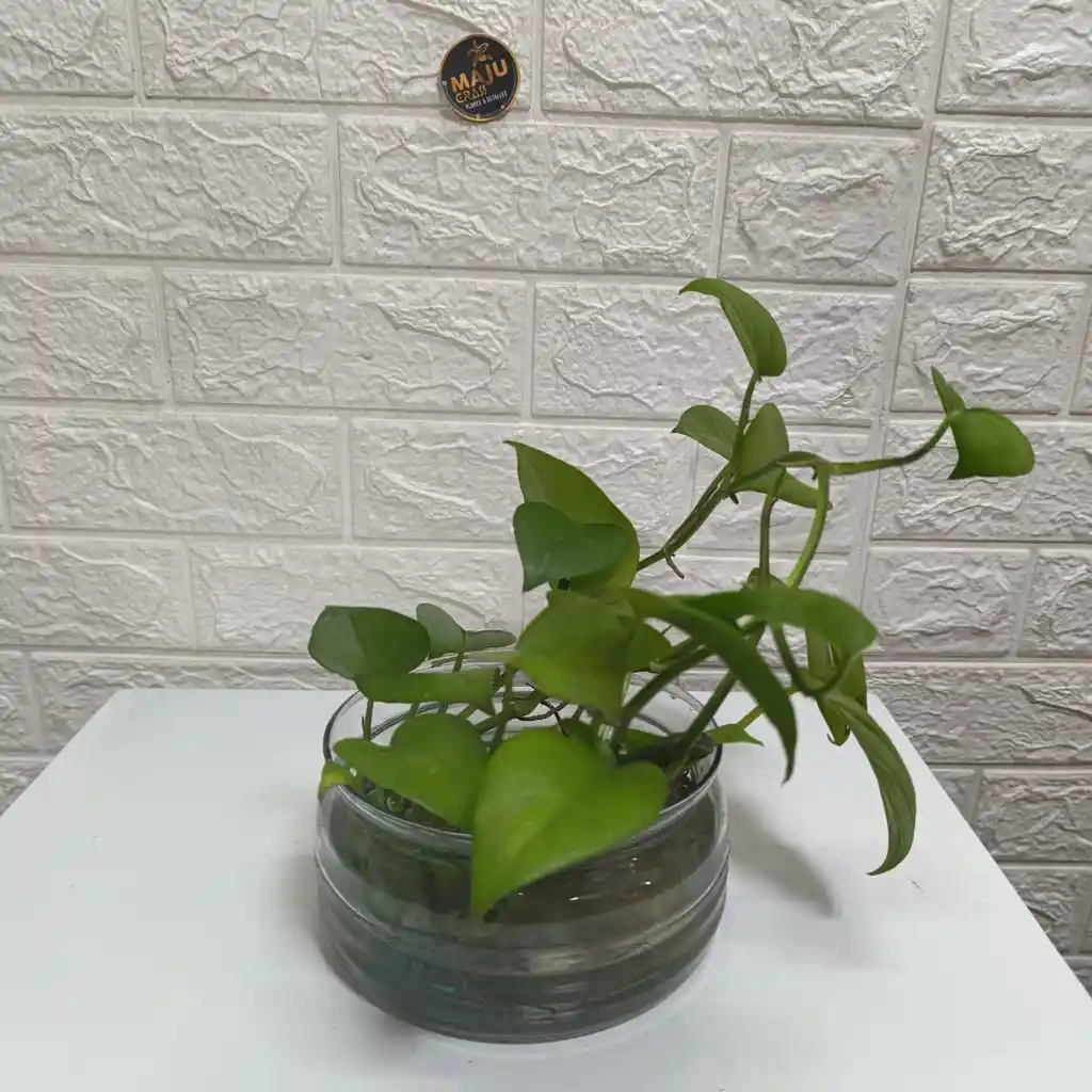 Regala Planta Miami En Recipiente De Cristal