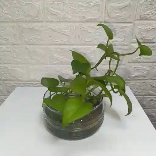 Regala Planta Miami En Recipiente De Cristal