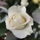 Rosa Blanca