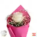 Rosa Blanca