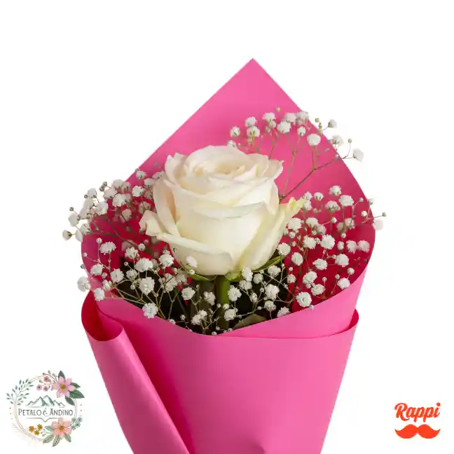 Rosa Blanca