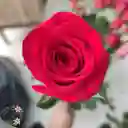 1 Rosa Roja