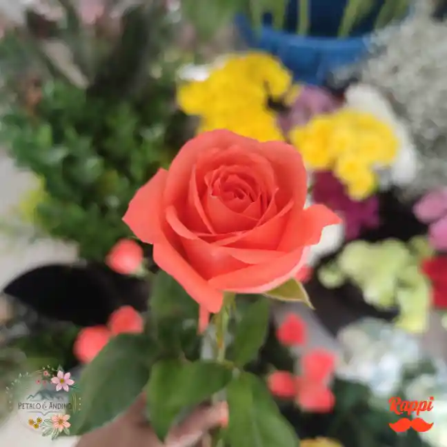 1 Rosa Color Salmon