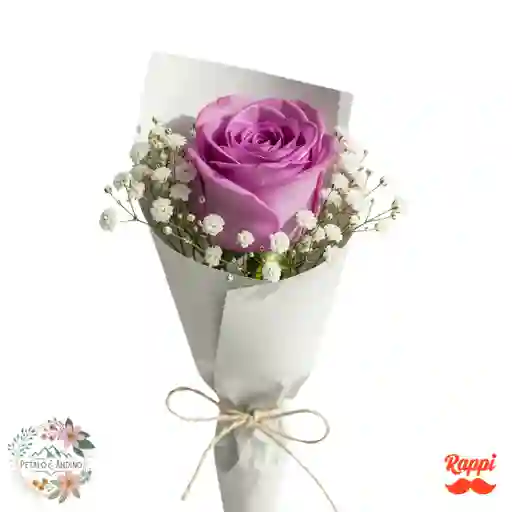 1 Rosa Morada