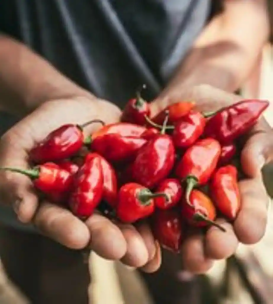 Ají Chivato "putumayo"