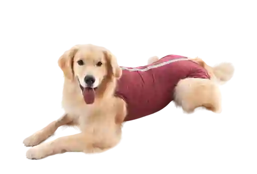 Faja Postquirurgica Para Perro Azul 6