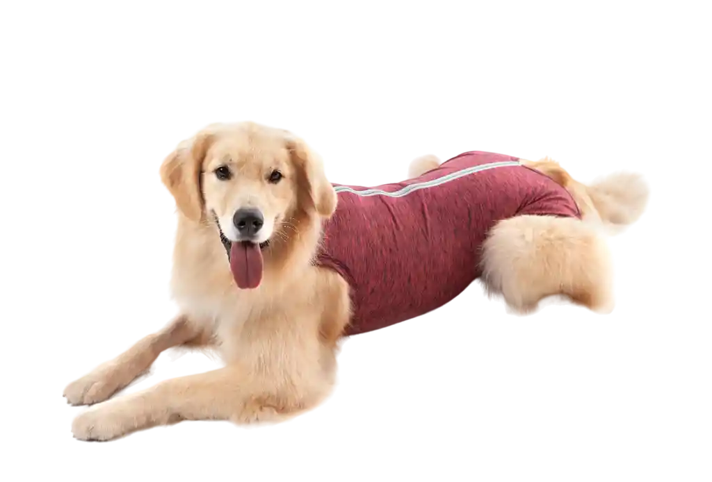 Faja Postquirurgica Para Perro Azul 6