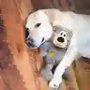 Kong Perro Peluche Enlazado Oso
