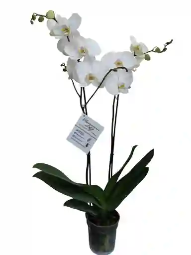Orquídea Blanca 2 Espigas