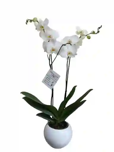 Orquídea Blanca 2 Espigas, En Cerámica Blanca